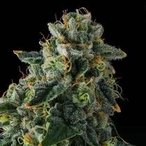 Presidential Pardon (Compound Genetics Seeds) Cannabis Seeds