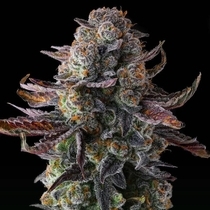 Grapaya (Compound Genetics Seeds) Cannabis Seeds