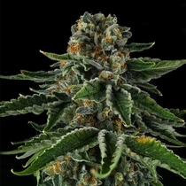 Mr Jones (Compound Genetics Seeds) Cannabis Seeds
