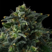 Philbo Baggins (Compound Genetics Seeds) Cannabis Seeds