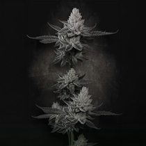 Chem Cake Feminized (Paradise Seeds) Cannabis Seeds
