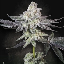 Emerald Envy Feminized (Paradise Seeds) Cannabis Seeds