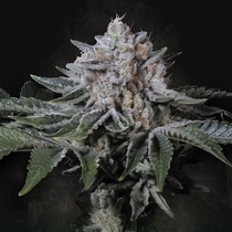 Peach Frosting Feminized (Paradise Seeds) Cannabis Seeds