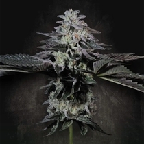 Tropicana Crush Female (Paradise Seeds) Cannabis Seeds