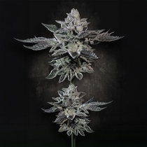 G-Force Female (Paradise Seeds) Cannabis Seeds