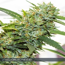 Vision Kosher (Visions Seeds) Cannabis Seeds