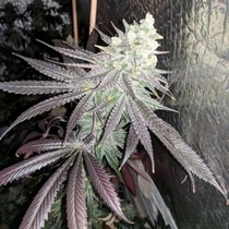 Baklava 2.0 Female (The Plug Seedbank Seeds) Cannabis Seeds