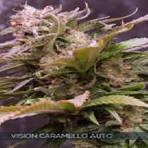 Vision Caramello Auto (Vision Seeds) Cannabis Seeds
