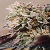 Vision Gelato Auto (Vision Seeds) Cannabis Seeds