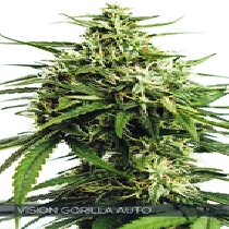 Vision Gorilla Auto (Vision Seeds) Cannabis Seeds