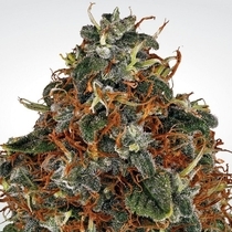 Space Cookies (Paradise Seeds) Cannabis Seeds