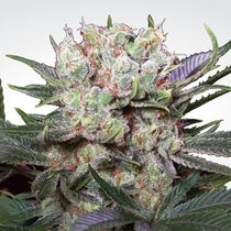 California Gold (Paradise Seeds) Cannabis Seeds