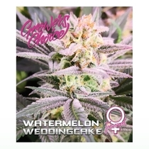 Watermelon Wedding Cake (Growers Choice Seeds) Cannabis Seeds