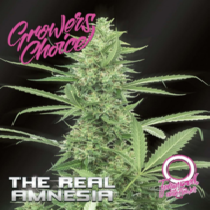 Amnesia (The Real) Auto (Growers Choice Seeds) Cannabis Seeds