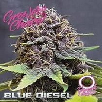 Blue Diesel Auto (Growers Choice Seeds) Cannabis Seeds