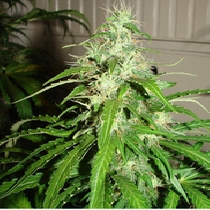 Sour Diesel Haze Auto (Flash Auto Seeds) Cannabis Seeds