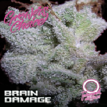 Brain Damage Auto (Growers Choice Seeds) Cannabis Seeds