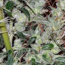 NL5 Haze Jones (Connoisseur Genetics Seeds) Cannabis Seeds