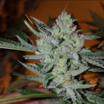Silver Nevil Jones (Connoisseur Genetics Seeds) Cannabis Seeds