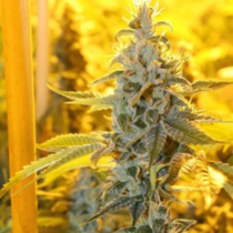 Triangle Kush Haze (Connoisseur Genetics) Cannabis Seeds