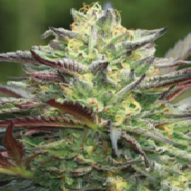 All Gas OG (Humboldt Seed Company) Cannabis Seeds
