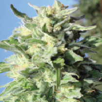 Banana Mango (Humboldt Seed Company) Cannabis Seeds