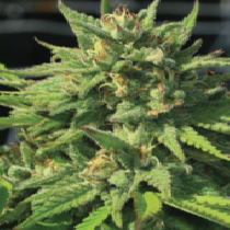 Bigfoot Glue (Humboldt Seed Company) Cannabis Seeds