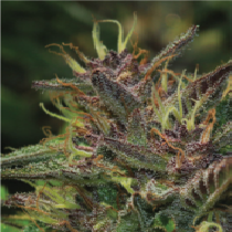 Blueberry Muffin (Humboldt Seed Company) Cannabis Seeds