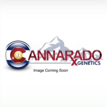 Back To Cookies  (Cannarado Genetics) Cannabis Seeds