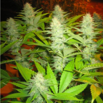 Milk (Seedism Seeds) Cannabis Seeds