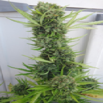 Auto Zamaldelica Feminised (Ace Seeds) Cannabis Seeds