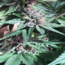 Bubba Kush x PCK Feminised (Ace Seeds) Cannabis Seeds