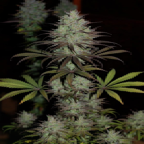 CBD#1 Feminised (Ace Seeds) Cannabis Seeds
