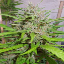 Honduras x Panama Feminised (Ace Seeds) Cannabis Seeds