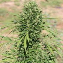 Moroccan Beldia Kif Feminised (Ace Seeds) Cannabis Seeds
