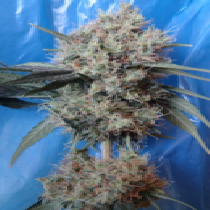 Nepal Jam x Kali China Feminised (Ace Seeds) Cannabis Seeds