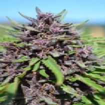 Panama x PCK Feminised (Ace Seeds) Cannabis Seeds
