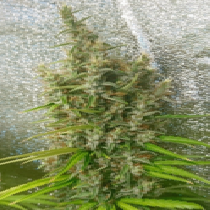Thai x Panama Feminised (Ace Seeds) Cannabis Seeds