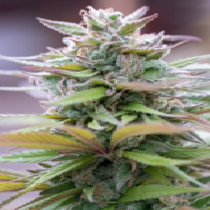 Zamaldelica x Kali China Feminised (Ace Seeds) Cannabis Seeds