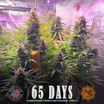 Gorilla Zkittlez Auto (Barneys Farm Seeds) Cannabis Seeds
