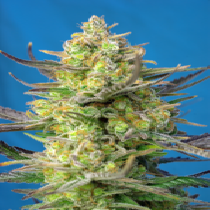 Sweet Cheese XL Auto (Sweet Seeds) Cannabis Seeds