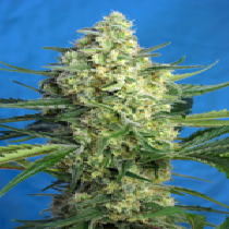 Jack 47 XL Auto (Sweet Seeds) Cannabis Seeds