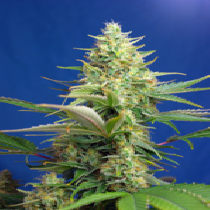 Sweet Pure Auto CBD (Sweet Seeds) Cannabis Seeds