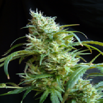 Flash Back #2 (Sweet Seeds) Cannabis Seeds