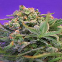 Sweet Cheese (Sweet Seeds) Cannabis Seeds