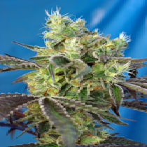 Do-Sweet-Dos (Sweet Seeds) Cannabis Seeds