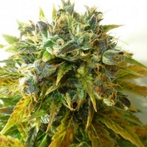 Stardust Auto (Flash Auto Seeds) Cannabis Seeds