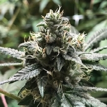 Eli Feminised Cannabis Seeds