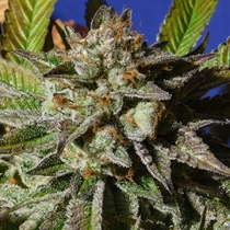 Bruce Cookies (Original Sensible Seeds) Cannabis Seeds