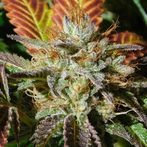 Wedding Cookies (Original Sensible Seeds) Cannabis Seeds